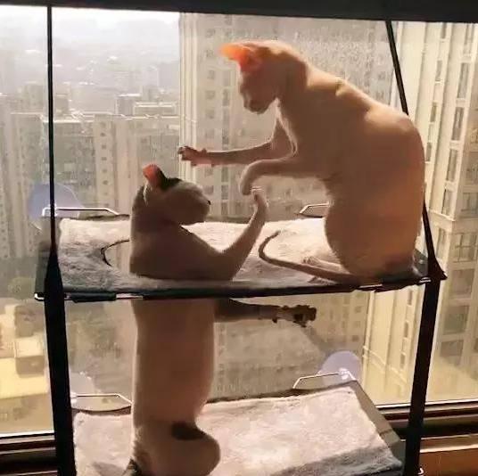 两口子猫咪睡上下铺， 因为吵架母猫不让上去， 硬上的公猫结局悲惨