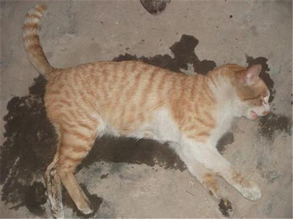 大雨中捡到的小猫挣扎着跑了，跟它到草丛看见的一幕让人心酸