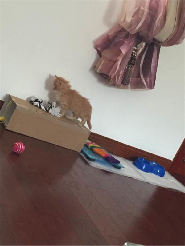 大雨中捡到的小猫挣扎着跑了，跟它到草丛看见的一幕让人心酸