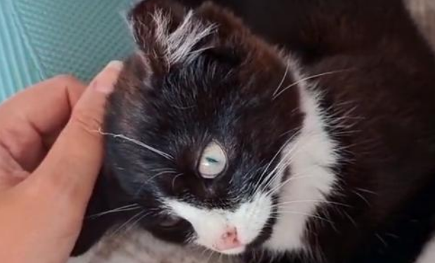 喂了一只流浪猫，竟被它一家子赖上，4只猫天天守在门口让我负责