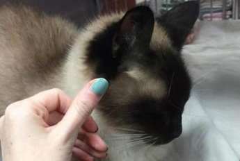 原本不打算养猫的她被一只隔着玻璃向她撒娇的猫咪融化了