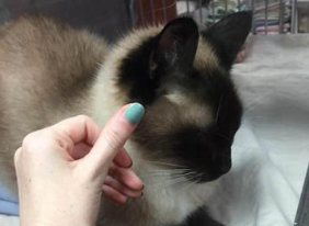 原本不打算养猫的她被一只隔着玻璃向她撒娇的猫咪融化了