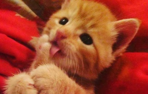 满满的都是爱 流浪的小橘猫从此有人爱咯