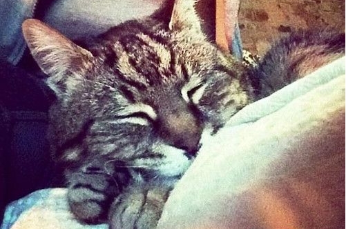 相当于人类118岁高龄的猫 无辜被十几岁的小流氓打死