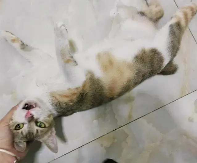 收养流浪猫半年后，我把它扔了……