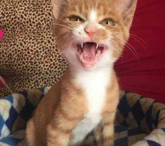 将橘猫送给奶奶养，再次去奶奶家时，发现一只“大鸡腿”