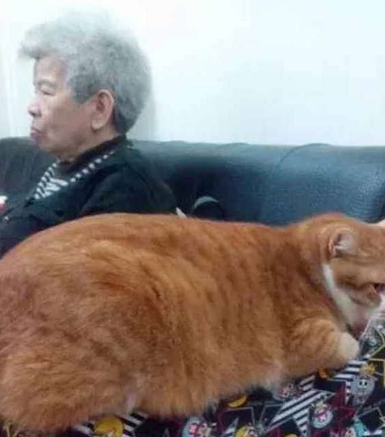 将橘猫送给奶奶养，再次去奶奶家时，发现一只“大鸡腿”