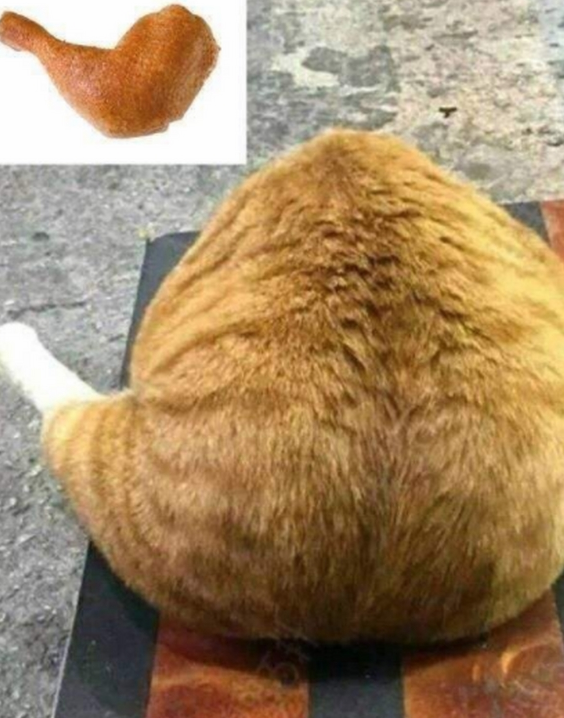 将橘猫送给奶奶养，再次去奶奶家时，发现一只“大鸡腿”
