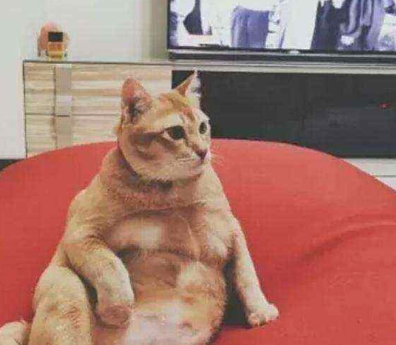 将橘猫送给奶奶养，再次去奶奶家时，发现一只“大鸡腿”
