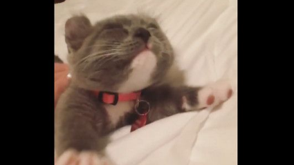 傲娇小灰猫被吵醒 伸完懒腰换姿势继续睡