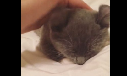 傲娇小灰猫被吵醒 伸完懒腰换姿势继续睡