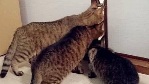 主人背着猫咪偷吃东西， 总感觉哪里不对劲儿， 回头一看笑喷了!