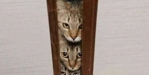 主人背着猫咪偷吃东西， 总感觉哪里不对劲儿， 回头一看笑喷了!