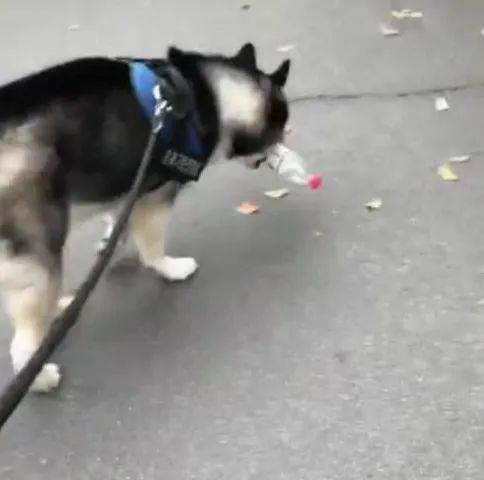 看到马路边废弃物，金毛的呈现让猫奴一脸春风得意，可下一刻秒变二哈