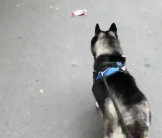 看到马路边废弃物，金毛的呈现让猫奴一脸春风得意，可下一刻秒变二哈