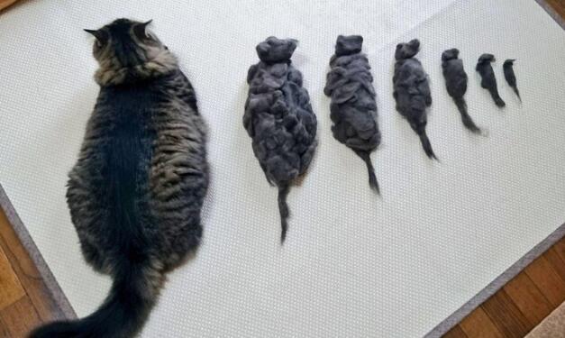 主人用猫咪的毛发摆造型，第6个惊艳到我了，网友：高手在民间