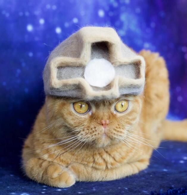 主人用猫咪的毛发摆造型，第6个惊艳到我了，网友：高手在民间