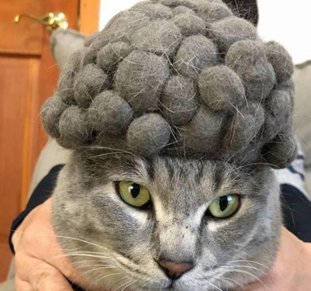 主人用猫咪的毛发摆造型，第6个惊艳到我了，网友：高手在民间