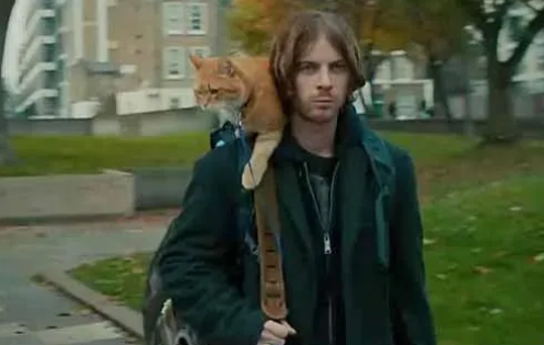 我是流浪汉，但我的猫不是流浪猫！