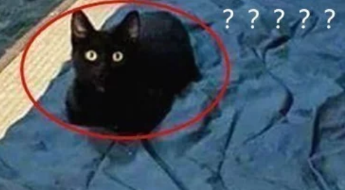 奶牛猫生了5只幼崽，公猫在一旁却是满脸问号：这是几个意思？