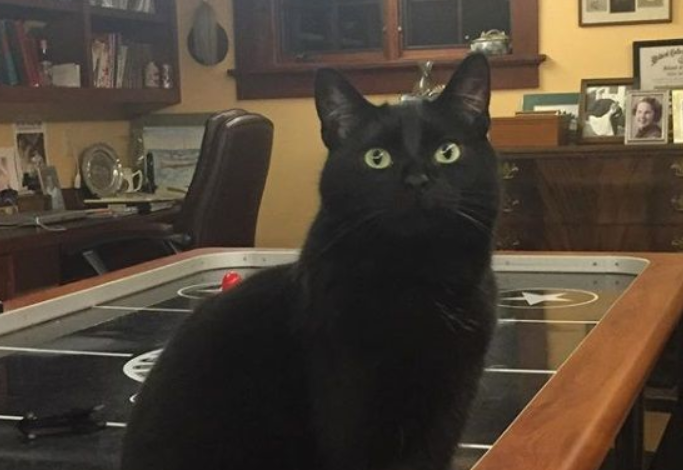 怪癖黑猫不不喜欢厨房木地板鲜锅兔变身了成超人(图1)