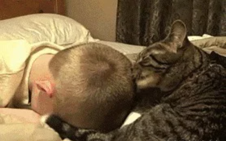 猫咪竞然舔主人头发不光很可能让铲屎官变秃 对喵的健康也威胁最大(图1)