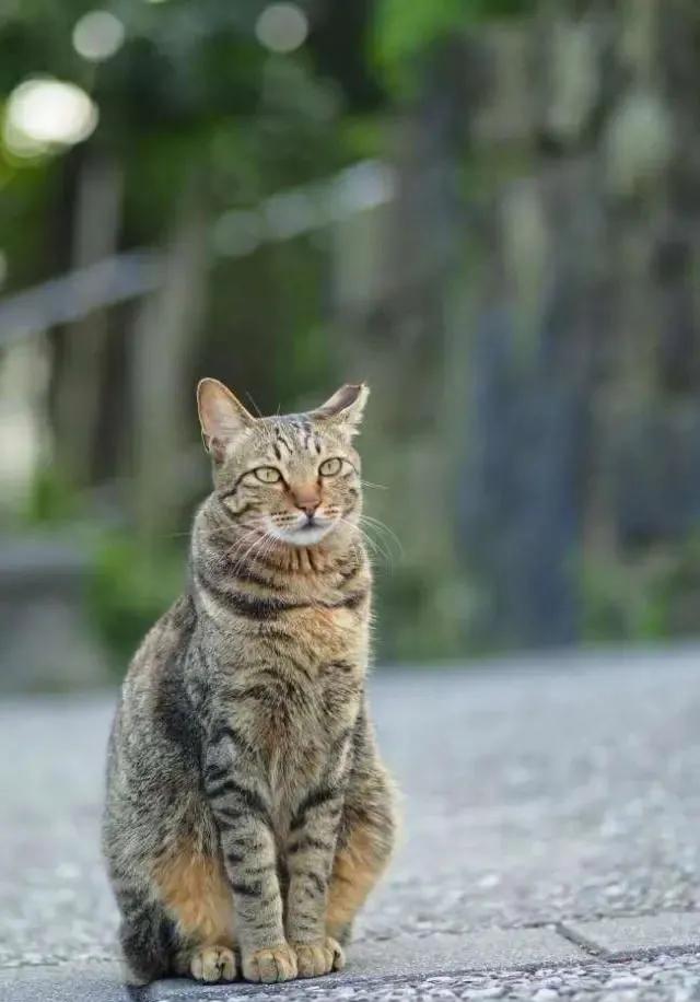 在安庆 每10只流浪猫里就有6只熬但是这个冬天(图1)
