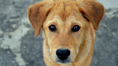 银狐图片(银狐犬为么很少人养)(图1)