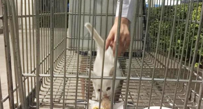 心地善良女孩怜惜小猫流浪街头 把它带回家 这是她彻底剿灭的第13只猫(图1)