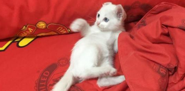 心地善良女孩怜惜小猫流浪街头 把它带回家 这是她彻底剿灭的第13只猫(图3)