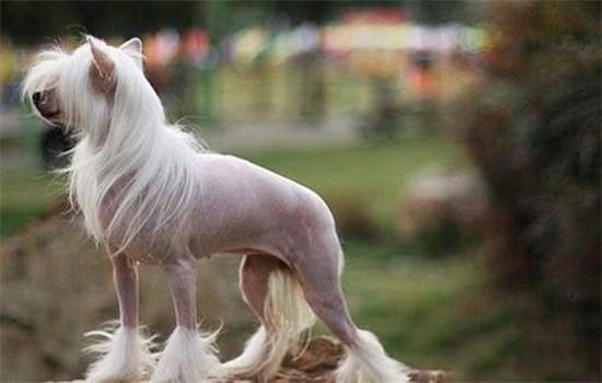 想明白了没有毛毛的狗狗吗？快来get下这篇文章(图2)