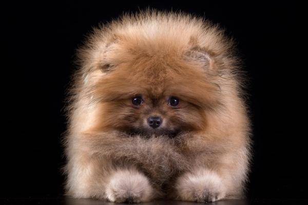 博美山公期是几个月