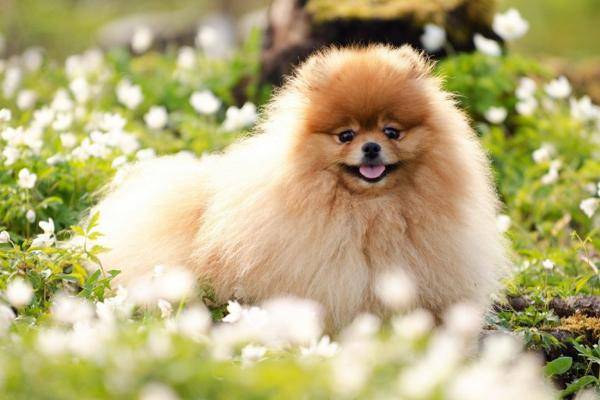 博美山公期是几个月