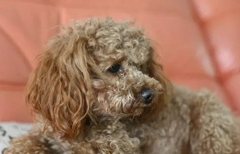 灰色的狗狗有都有什么品种？不很清楚的快来看看！(图1)