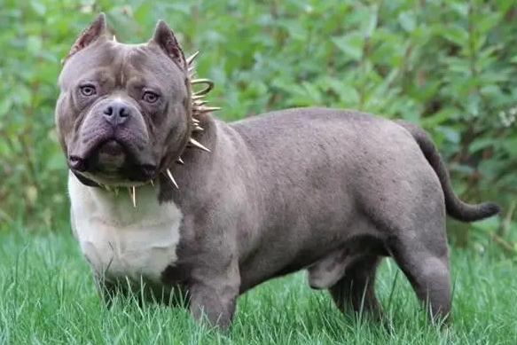 灰色的狗狗有都有什么品种？不很清楚的快来看看！(图2)