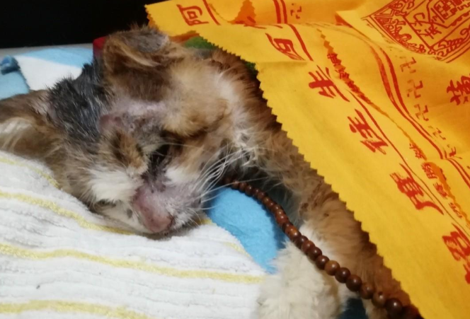 小猫跑出富人区中途打断腿 死前爬回及时救助人身边 只为看她后来数眼(图1)