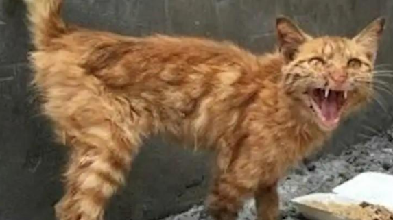 小猫跑出富人区中途打断腿 死前爬回及时救助人身边 只为看她后来数眼(图2)
