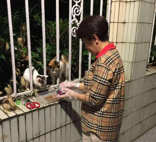 小猫跑出富人区中途打断腿 死前爬回及时救助人身边 只为看她后来数眼(图3)