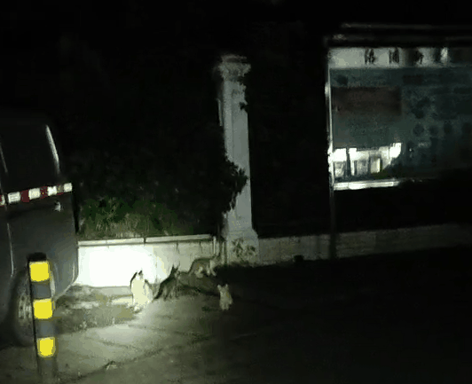 小猫跑出富人区中途打断腿 死前爬回及时救助人身边 只为看她后来数眼(图4)