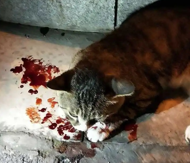 小猫跑出富人区中途打断腿 死前爬回及时救助人身边 只为看她后来数眼(图6)