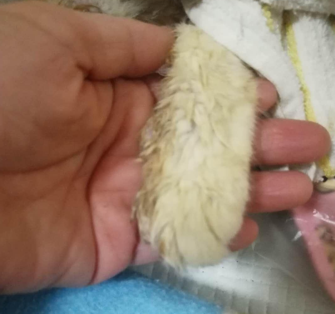 小猫跑出富人区中途打断腿 死前爬回及时救助人身边 只为看她后来数眼(图7)