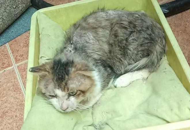 小猫跑出富人区中途打断腿 死前爬回及时救助人身边 只为看她后来数眼(图10)