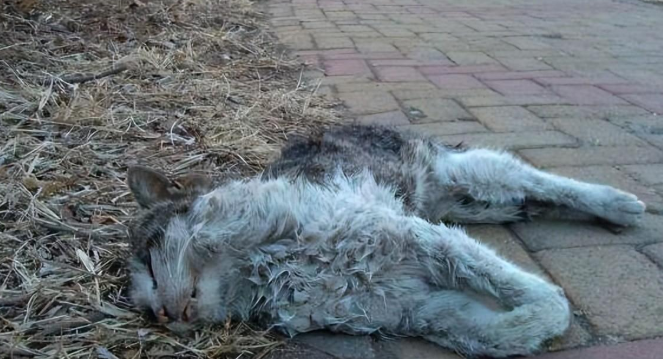 小猫跑出富人区中途打断腿 死前爬回及时救助人身边 只为看她后来数眼(图9)