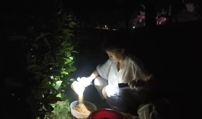 小猫跑出富人区中途打断腿 死前爬回及时救助人身边 只为看她后来数眼(图8)