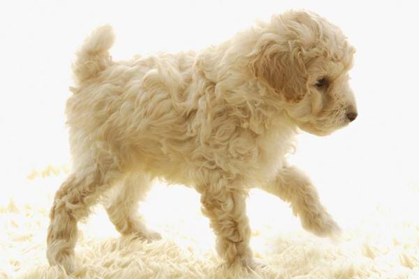 迷你贵宾犬有哪些种类