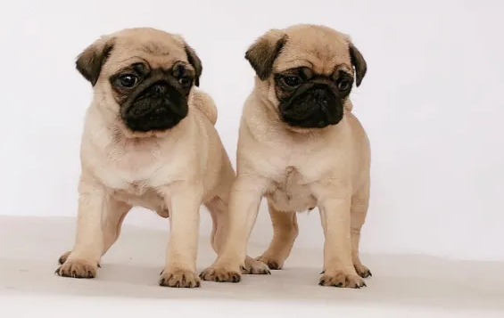 来说说看温顺乖巧的狗有都有那些品种？(图1)