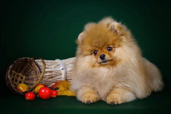 博美犬的喂食和日常护理