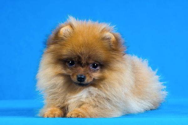 博美犬的喂食和日常护理