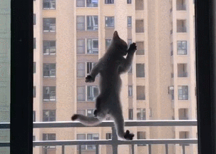 猫咪攀岩走壁 好似强大超能力 猫咪：倒霉 猫咪侠的身份不暴漏了(图3)