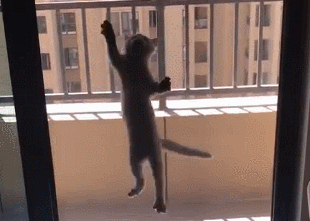猫咪攀岩走壁 好似强大超能力 猫咪：倒霉 猫咪侠的身份不暴漏了(图1)